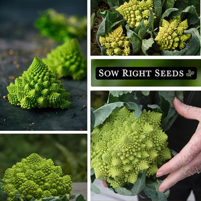 Sow Right Seeds - Romanesco Broccoli Seeds for Planting - Non-GMO Heirloom Packet with Instructions to Plant an Outdoor Home Vegetable Garden - Great for Salads - Abundant Harvest - Cold Hardy (3)