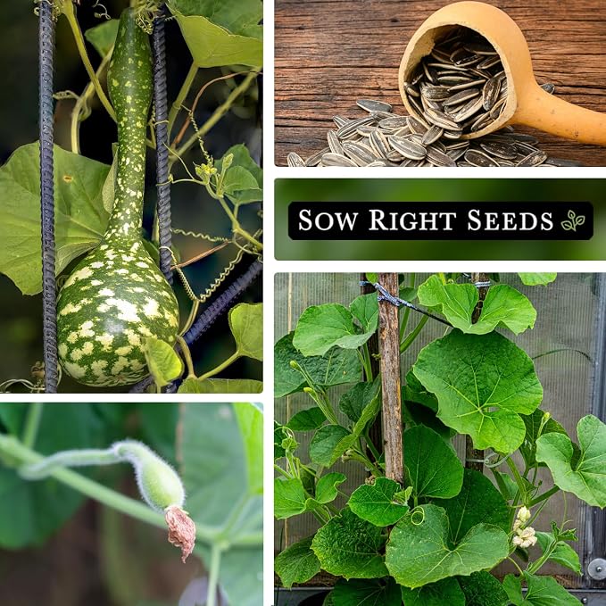 Sow Right Seeds - Dipper Gourd Seeds for Planting - Non-GMO Heirloom Packet with Instructions to Plant and Grow an Outdoor Home Vegetable Garden - Ornamental Craft Gourd - Rare & Unique (1)
