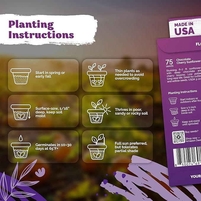 KVITER 75 Chocolate Cherry Sunflower Seeds to Plant (Helianthus annuus) – Heirloom Seed Non GMO Organic Sunflowers Variety, Long Vase-Life Blooms – Flower Seeds for Planting in Home Garden