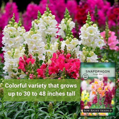Sow Right Seeds - Large Mix Snapdragon Seeds for Planting - Non-GMO Heirloom - Vibrant, Hardy Snap Dragons for Garden & Planter Boxes - Easy to Grow - Perfect for Border Planting & Cut Flowers (1)