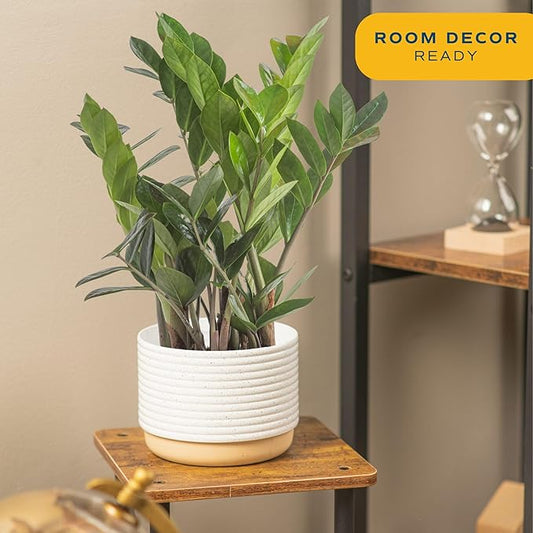 Costa Farms ZZ Live Plant in Plastic Pot, Easy to Maintain, Air Purifying Indoor Houseplant, Perfect for Home, Room, or Office Decor, Great House Warming or Birthday Gift, 12-20 Inches Tall