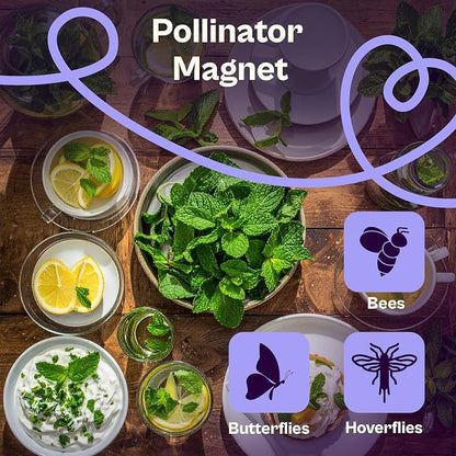 SVI 1250 Spearmint Seeds (Mentha spicata) – Mint Green Seed Packets, Aromatic Mint Leaves Fresh for Spearmint Tea, Natural Herbs – Heirloom Herb Seeds Indoor Herb Garden & Outdoor Garden, Containers