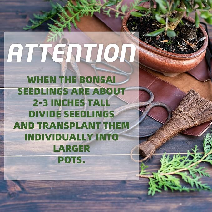 Bonsai Tree Kit with Complete Growing Tools, Grow in Pot Indoor Bonsai Tree Starter Kit, Great Home Gardening DIY Gift for Adult