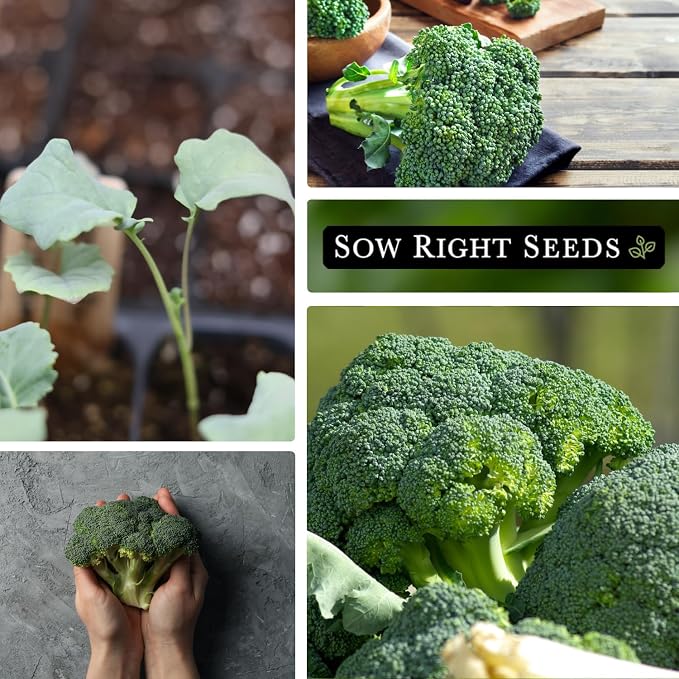 Sow Right Seeds - Waltham 29 Broccoli Seeds for Planting - Non-GMO Heirloom Packet with Instructions to Plant an Outdoor Home Vegetable Garden - Grow Your Own Fresh Green Broccoli - Great Gift (3)