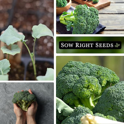 Sow Right Seeds - Waltham 29 Broccoli Seeds for Planting - Non-GMO Heirloom Packet with Instructions to Plant an Outdoor Home Vegetable Garden - Grow Your Own Fresh Green Broccoli - Great Gift (3)