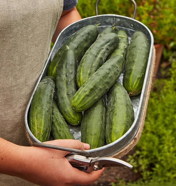Burpee 'Marketmore 76' Slicing Cucumber Seeds, 125 Non-GMO seeds, Heirloom