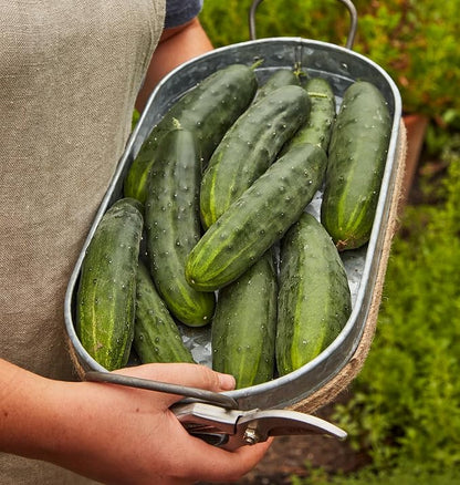 Burpee 'Marketmore 76' Slicing Cucumber Seeds, 125 Non-GMO seeds, Heirloom
