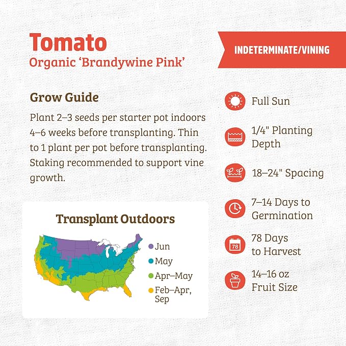 Back to the Roots 100% Organic Seed Packet - Tomato 'Brandywine Pink' 100mg