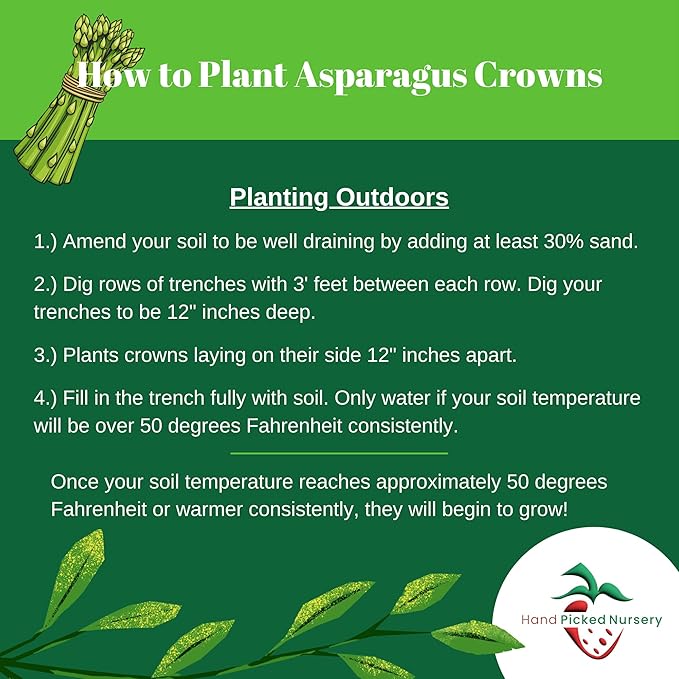 Jersey Knight Asparagus Roots - Hardy and High Yielding, 2yr Bare Root Asparagus Crowns from Hand Picked Nursery (10)