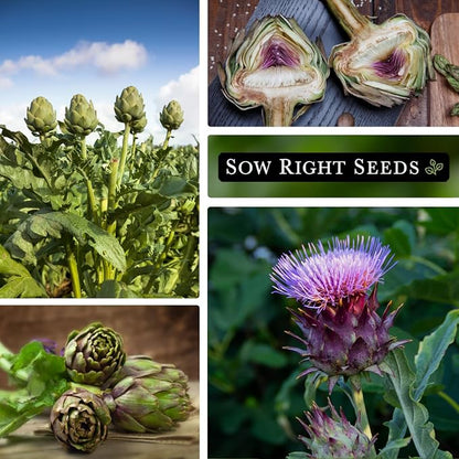 Sow Right Seeds - Artichoke Green Globe Seeds for Planting - Non-GMO Heirloom Packet with Instructions to Plant and Grow an Outdoor Home Vegetable Garden - Perennial - Tall with Edible Flower Buds (3)