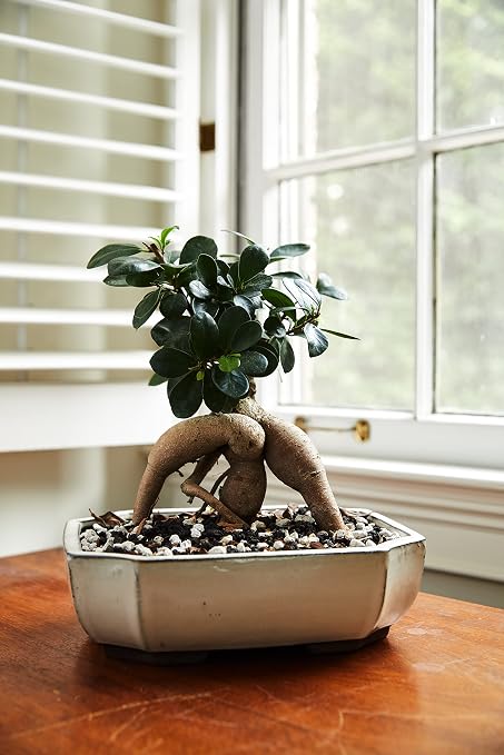 Bonsai All-Purpose Fertilizer by The Bonsai Supply – 1.8 Lbs | Quick Results | Micro Nutrients for Vital Bonsai Health