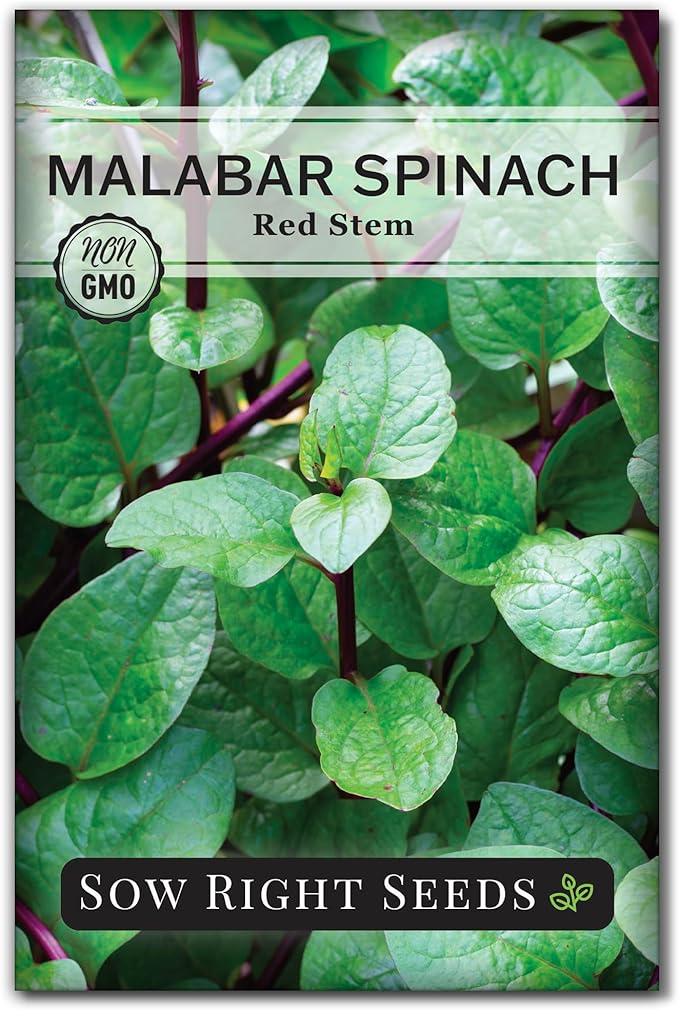 Sow Right Seeds - Malabar Red Stem Spinach Seeds for Planting - Non-GMO Heirloom - Perfect for Outdoors & Fall - Grow Nutritious Leaves - Easy to Plant, High Yield - Ideal for Home Gardeners (1)