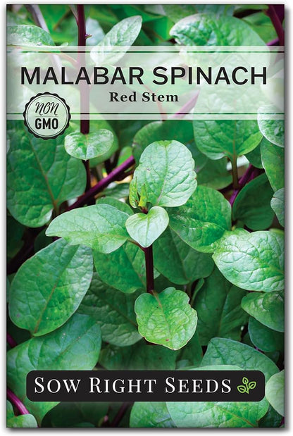 Sow Right Seeds - Malabar Red Stem Spinach Seeds for Planting - Non-GMO Heirloom - Perfect for Outdoors & Fall - Grow Nutritious Leaves - Easy to Plant, High Yield - Ideal for Home Gardeners (1)