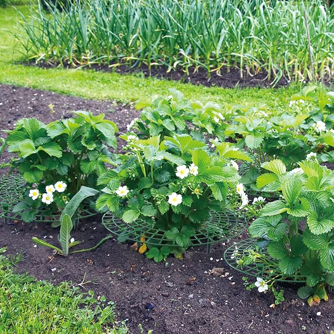 12 Pack Strawberry Supports, strawberry holder plants live for planting,Strawberry Growing Frame,Strawberry Trellis for Keeping Fruit Elevated to Avoid Ground Rot (green-12 pack)