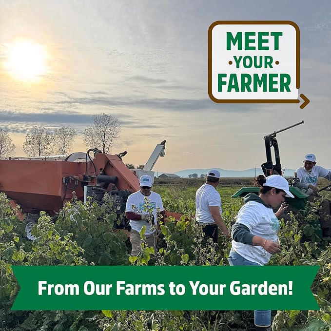 Back to The Roots 100% Organic Seed Packet - Dill 'Mammoth' 1g