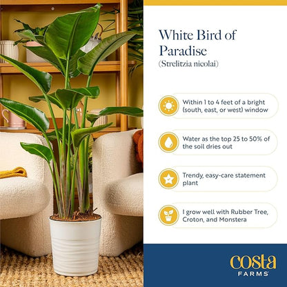 Costa Farms White Bird of Paradise, Strelitzia nicolai, Live Indoor Plant in Décor Planter Pot, Air-Purifying Tropical Houseplant, Housewarming Gift, Living Room, Office, and Home Decor, 3-4 Feet Tall