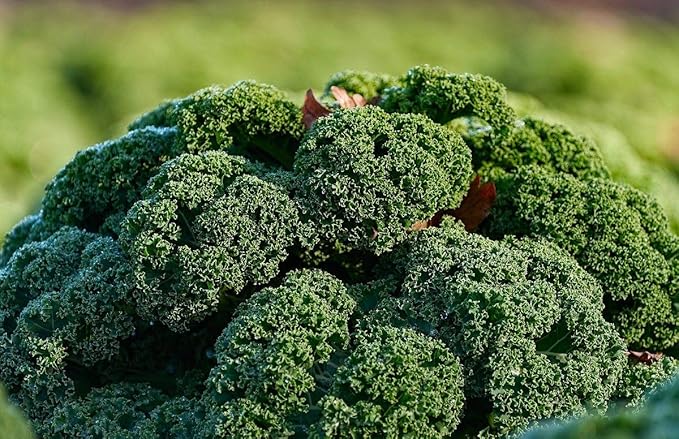 Seeds Vegetable Kale Cabbage Green - 150 Seeds