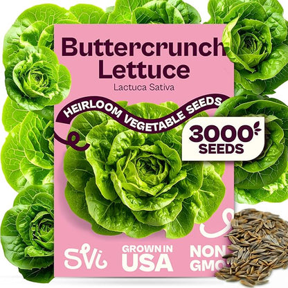 SVI 3000 Buttercrunch Lettuce Seeds (Lactuca Sativa) – Butter Lettuce Head Seed Packets Bulk – Heirloom Vegetable Seeds for Outdoor & Indoor Vegetable Garden, Containers