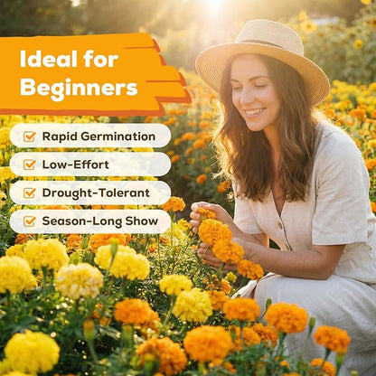Tri-Color French Marigold Seeds for Planting – 4OZ 38,000+ Open-Pollinated Flower Seeds to Plant, High Germination Rate, Fast Blooming for Gardens, Containers & Companion Planting