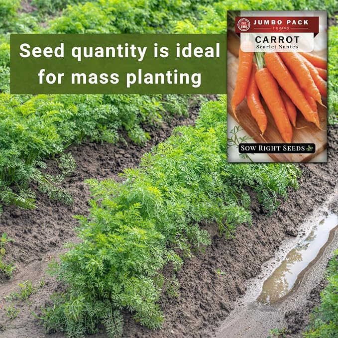 Sow Right Seeds - Bulk Scarlet Nantes Carrot Seed for Planting - 7 Grams, 4000 Seeds - Non-GMO Heirloom Jumbo Pack with Instructions to Plant a Home Vegetable Garden - Enjoy a Bountiful Harvest