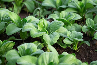 1000 Baby Bok Choy Seeds - Shanghai Green Stem - Heirloom Non-GMO Vegetable Seeds for Planting - AKA Pak Choi, Pok Choi, Chinese Cabbage