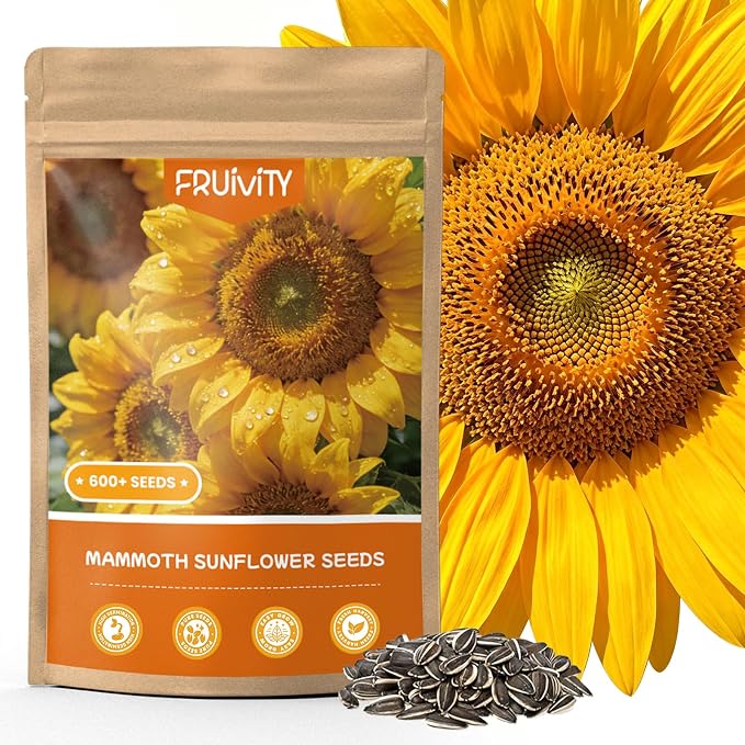 600+ Giant Mammoth Heirloom Sunflower Seeds to Plant, High Germination, Easy to Grow, for Home Garden