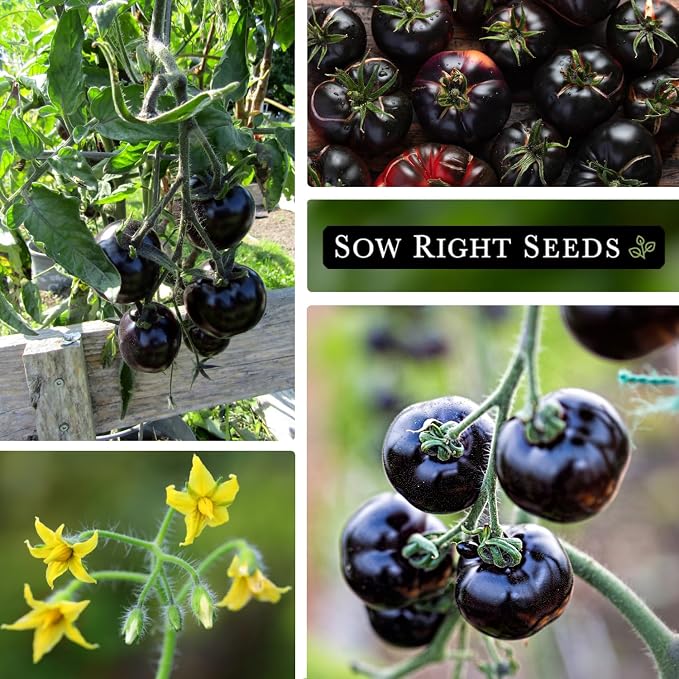 Sow Right Seeds - Black Beauty Tomato Seeds for Planting - Non-GMO Heirloom Packet with Instructions to Plant an Outdoor Home Vegetable Garden - Rare Deep Purple Slicing Variety - Sweet Flavor (4)