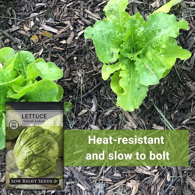 Sow Right Seeds - Great Lakes Iceberg Lettuce Seeds for Planting - Non-GMO Heirloom Packet with Instructions to Plant a Home Vegetable Garden - Outdoors or Hydroponics Indoors - Crisp Variety (2)
