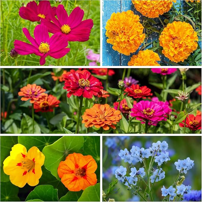 Seed Needs Butterfly Garden Bulk Seed Variety Collection 4 Large Bulk Packs