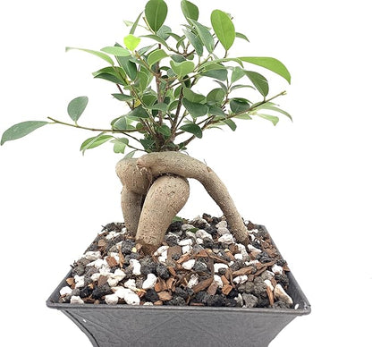 Bonsai Soil All Purpose Mix | Fast Draining Pre Blend (2 Quart Bag) Plant | Pumice, Lava, Calcined Clay and Pine Bark ● Potting Pre Mixed Bonsai Plant Soil Mixture By The Bonsai Supply
