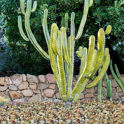 2LB Succulent and Cactus Colorful Pebbles, 3/8 Inch Pebbles for Indoor Plants, Natural Decorative Polished River Rocks for Vases, Planters and Outdoor Gardening