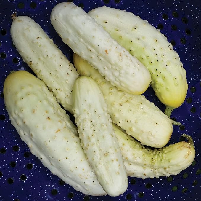 Seeds White Angel Cucumber Open-Pollinated Pickling Non GMO Vegetable for Planting