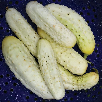 Seeds White Angel Cucumber Open-Pollinated Pickling Non GMO Vegetable for Planting