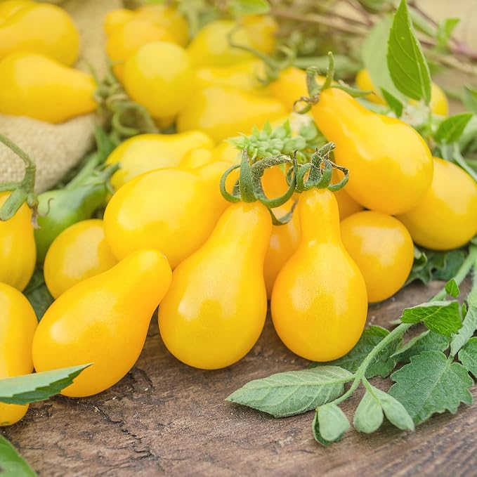 Back to the Roots 100% Organic Seed Packet - Tomato 'Yellow Pear' 100mg