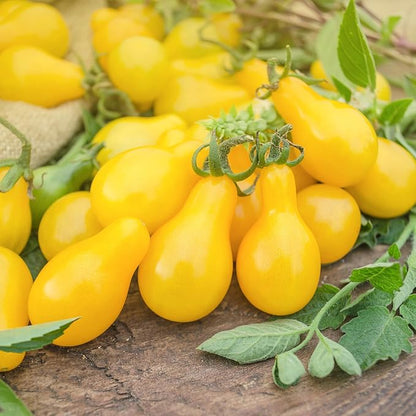 Back to the Roots 100% Organic Seed Packet - Tomato 'Yellow Pear' 100mg
