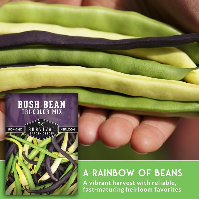 Tri Color Blend Bush Bean Seeds for Planting - Mix of Green, Yellow Wax, & Purple Beans with Stringless Pods - 3 Non-GMO Heirloom High Yield Varieties - Survival Garden Seeds (5 Packs)