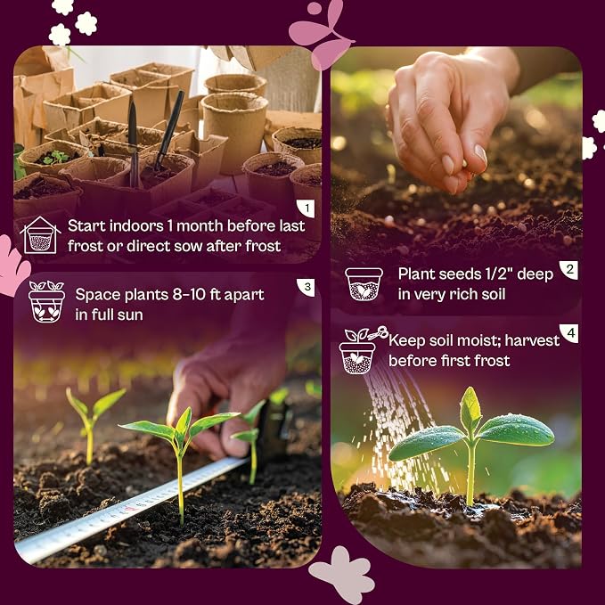 SVI 35 Winter Spaghetti Squash Seeds (Cucurbita Pepo) – Yellow Winter Squash Spaghetti Seed Packets, Long Storage – Heirloom Vegetable Seeds for Outdoor Vegetable Garden, Raised Beds, Peat Pots