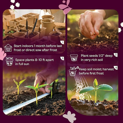 SVI 35 Winter Spaghetti Squash Seeds (Cucurbita Pepo) – Yellow Winter Squash Spaghetti Seed Packets, Long Storage – Heirloom Vegetable Seeds for Outdoor Vegetable Garden, Raised Beds, Peat Pots