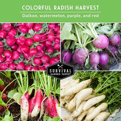 Radish Seeds Variety Pack – 5 Packets | Heirloom Non-GMO Radishes for Planting: Daikon, Watermelon, Purple Plum, French Breakfast & Champion – Survival Garden Seeds