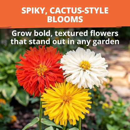 HOME GROWN Zinnia Cactus Mix Seeds - 650 Flower Seeds for Spring Planting Outdoors 2026, Large Zinnia Flower Seed, Easy Grow Garden & Cut Flowers (Zinnia elegans)