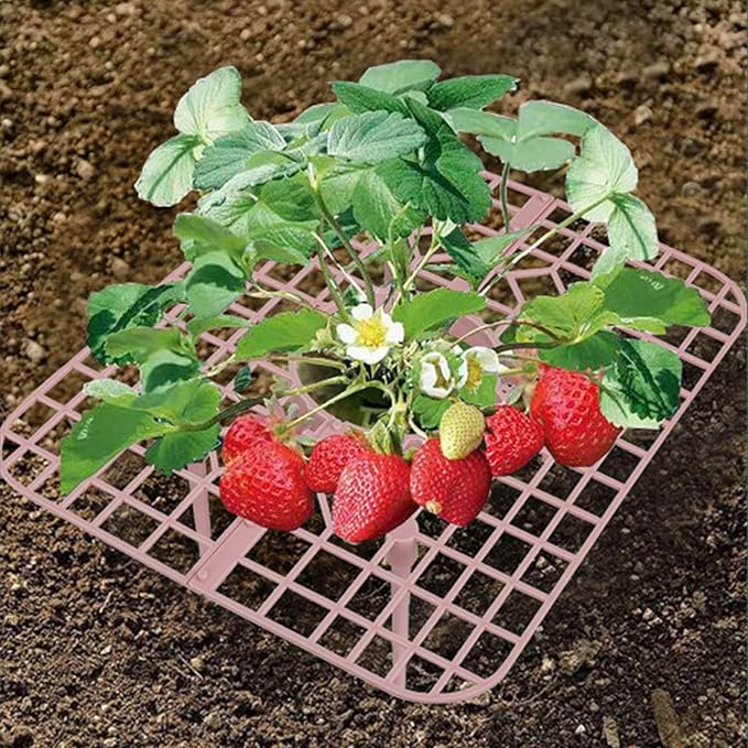 IUIBMI 10 Pack Strawberry Supports Strawberry Holder Strawberry Growing Frame Strawberry Plant Support Strawberry Growing Racks Strawberry Plant Protectors Stand with 4 Sturdy Legs for Garden