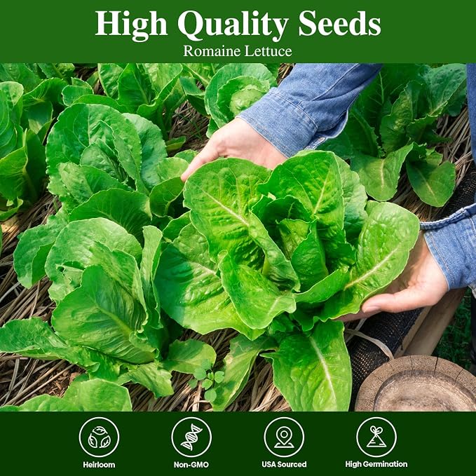 Groundio Romaine Lettuce Seeds Parris Island Vegetable Seeds for Indoor Hydroponic & Outdoor Gardens, Non-GMO 7000 Seeds for Planting, High Germination, Grown in USA(Lactuca Sativa)