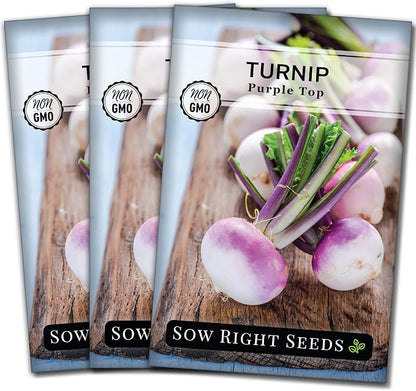 Sow Right Seeds - Purple Top White Globe Turnip Seeds for Planting - Non-GMO Heirloom Packet with Instructions to Plant a Home Vegetable Garden - Early Season, Cold Hardy - Classic Variety (3)