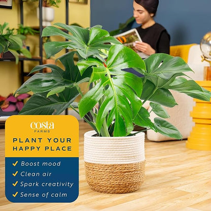 Costa Farms Monstera, Swiss Cheese Live Plant in Decorative Pot, Large Indoor Houseplant, Perfect for Home, Room, or Office Decor, Great House Warming or Birthday Gift, 2-3 Feet Tall