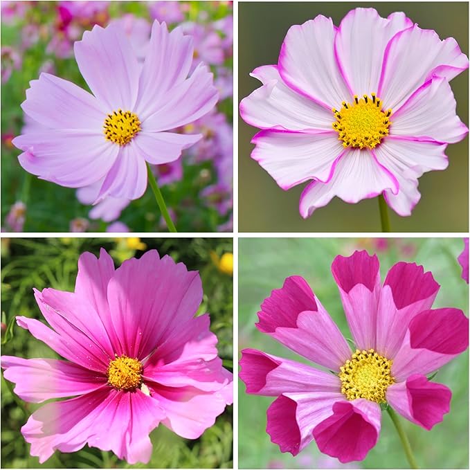 Seed Needs Cosmos Seeds Variety Pack of 8 Flowers for a Butterfly Garden