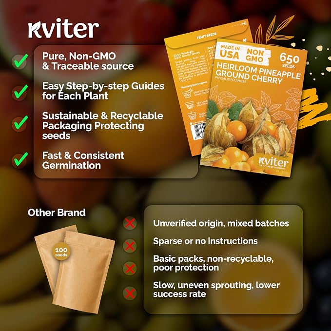 KVITER 650 Aunt Molly Ground Cherry Seeds for Planting (Physalis pruinosa) – Non GMO & Heirloom Pineapple Ground Husk Cherry Tomatoes, Fruit Seeds – Tropical Flavor Berries