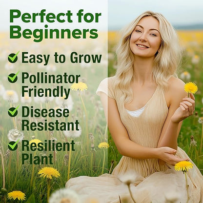 HOME GROWN Dandelion Seeds for Planting – 1200 Heirloom Medicinal Herb Seeds Grow Edible Leaves and Flowers for Remedies or Wildlife (Taraxacum officinale)