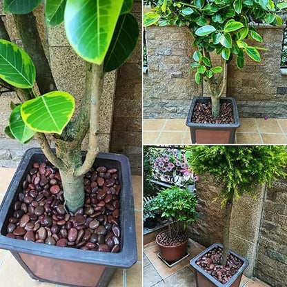 Rocks for Plant 5lbs, Red River Rocks 2-3 Inch Natural Pebbles for Indoor Plants, High Polished Decorative Stones Vase Filler Fish Tank Aquariums Landscaping Garden