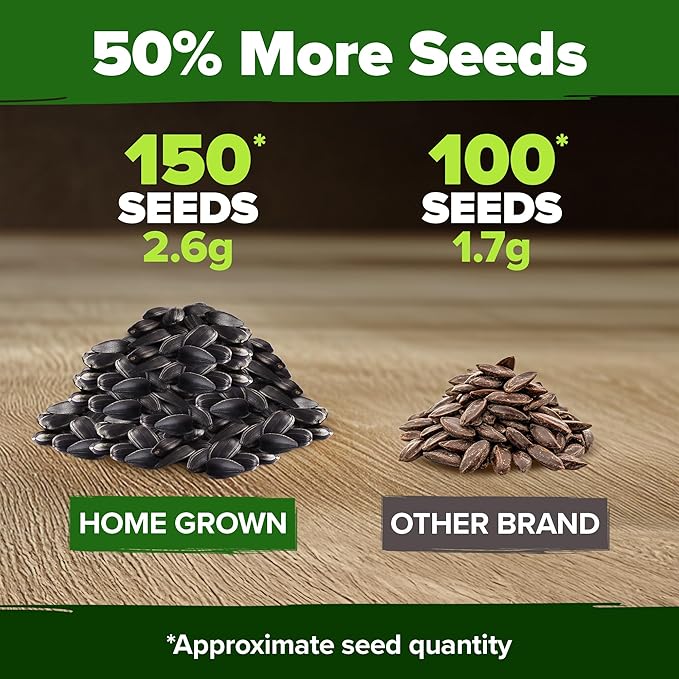 HOME GROWN Chocolate Cherry Sunflower Seeds – 150 Heirloom Non-GMO Seeds – Burgundy Sunflowers for Planting – Tall Garden Flowers That Attract Pollinators & Butterflies (Helianthus annuus)