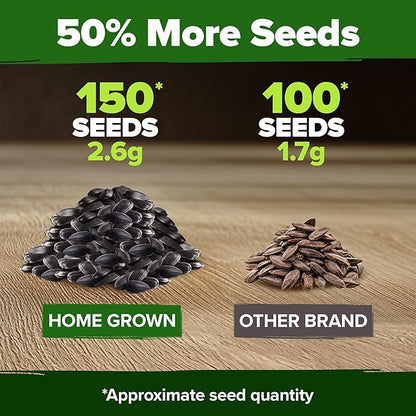 HOME GROWN Chocolate Cherry Sunflower Seeds – 150 Heirloom Non-GMO Seeds – Burgundy Sunflowers for Planting – Tall Garden Flowers That Attract Pollinators & Butterflies (Helianthus annuus)